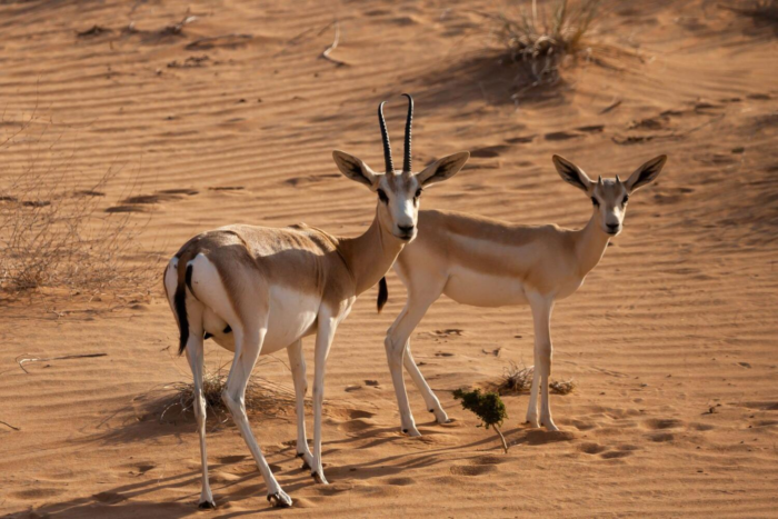 protected natural areas in uae